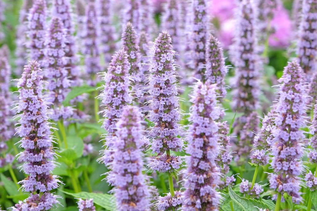 Agastache