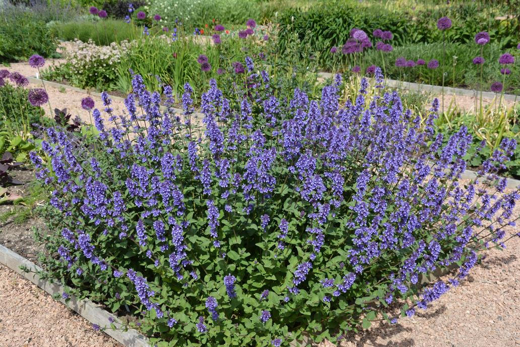 Nepeta