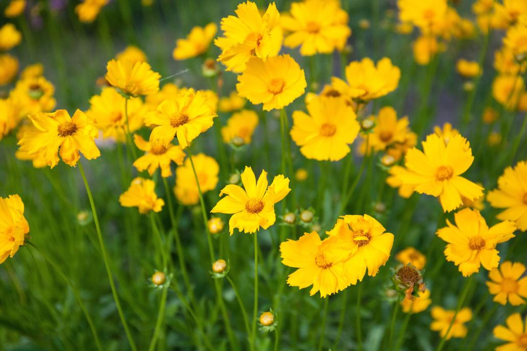 Coreopsis