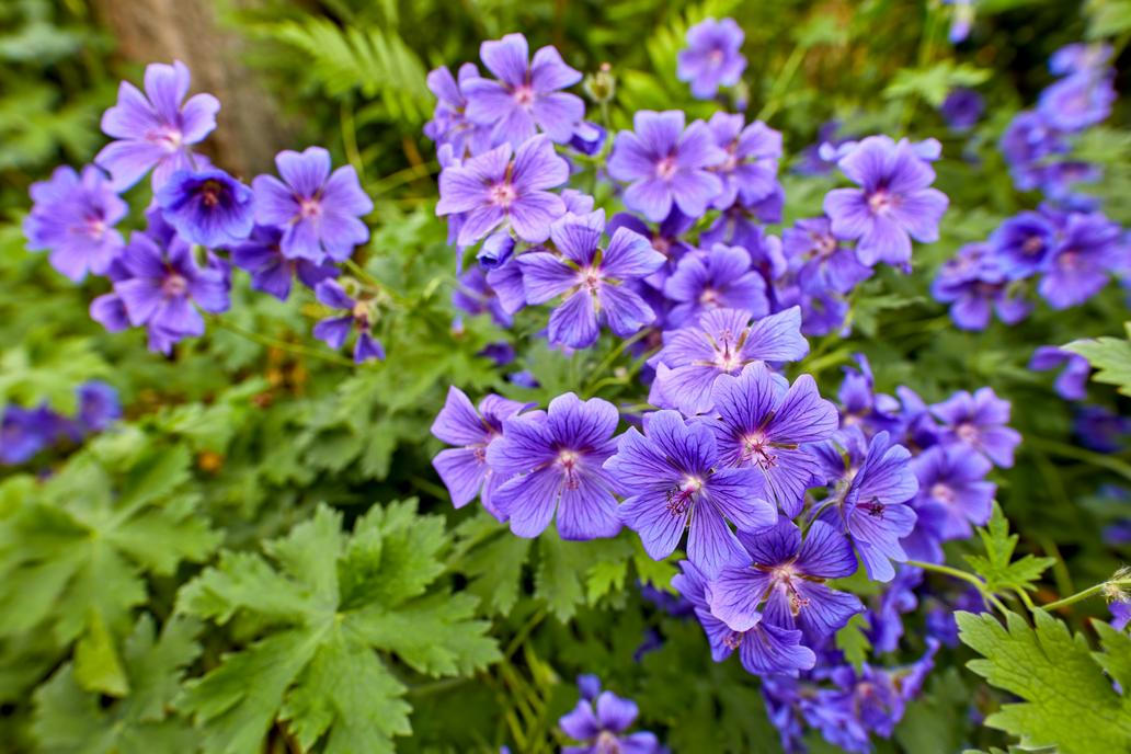 Geranium