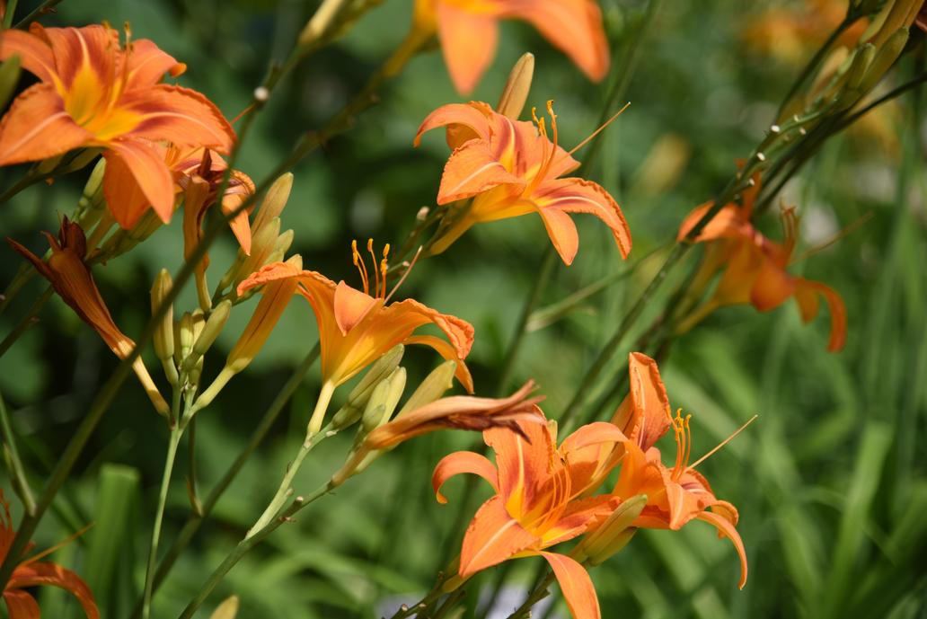 Hemerocallis