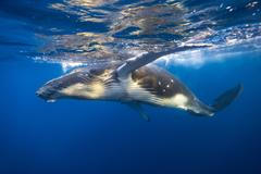 Young,Humpback,Whale,Swims,Very,Close,To,Surface,-,Underwater