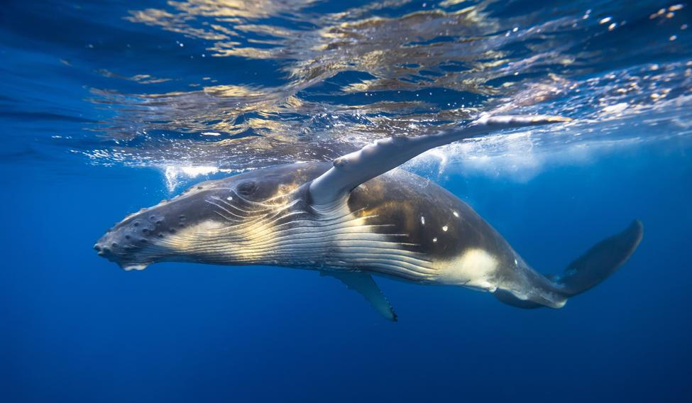 Young,Humpback,Whale,Swims,Very,Close,To,Surface,-,Underwater