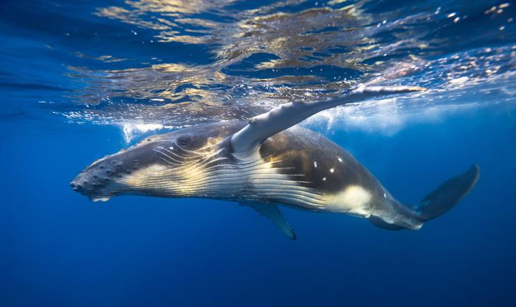 Young,Humpback,Whale,Swims,Very,Close,To,Surface,-,Underwater