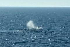'Timmy' is free, humpback whale released into North Sea