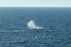 'Timmy' is free, humpback whale released into North Sea