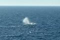 'Timmy' is free, humpback whale released into North Sea