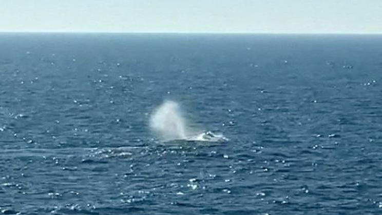 'Timmy' is free, humpback whale released into North Sea