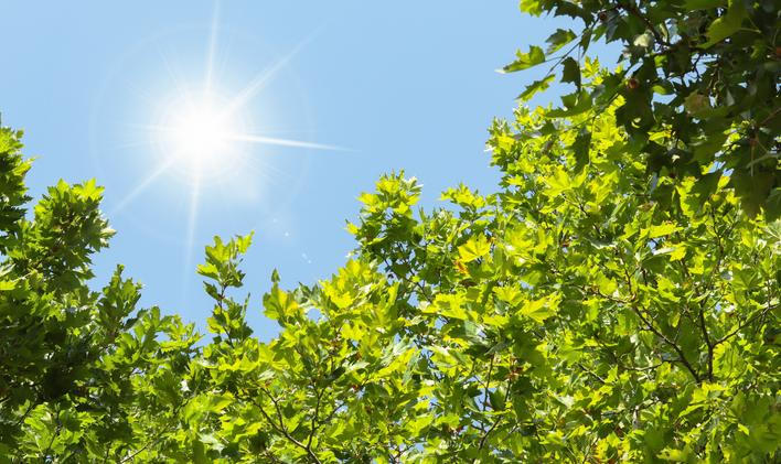 The,Sun,Shining,Through,The,Green,Tree,Branches,In,The