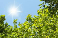 The,Sun,Shining,Through,The,Green,Tree,Branches,In,The