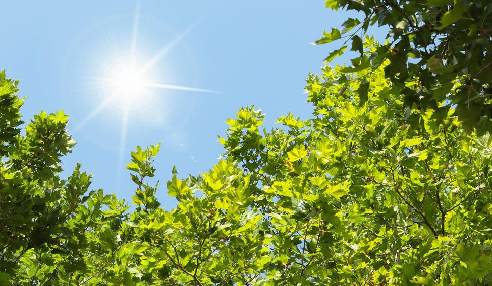 The,Sun,Shining,Through,The,Green,Tree,Branches,In,The