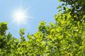 The,Sun,Shining,Through,The,Green,Tree,Branches,In,The