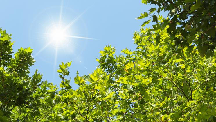 The,Sun,Shining,Through,The,Green,Tree,Branches,In,The
