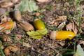 Acorns,Lie,On,The,Ground,Among,Autumn,Fallen,Leaves,On