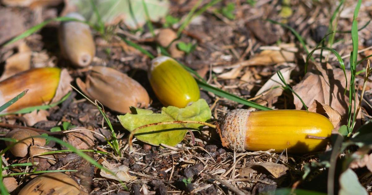 Kvíz: Poznáte plody stromů a keřů? Otestujte dřín, moruši i kaštan