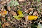 Acorns,Lie,On,The,Ground,Among,Autumn,Fallen,Leaves,On
