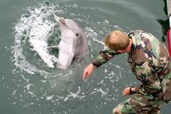 Navy marine mammal handlers demonstrated trained dolphins responding to hand gestures during Lead Shield III/Roguex V exercises, testing port facility anti-terrorism readiness in Los Angeles and Long Beach.