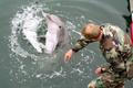 Navy marine mammal handlers demonstrated trained dolphins responding to hand gestures during Lead Shield III/Roguex V exercises, testing port facility anti-terrorism readiness in Los Angeles and Long Beach.
