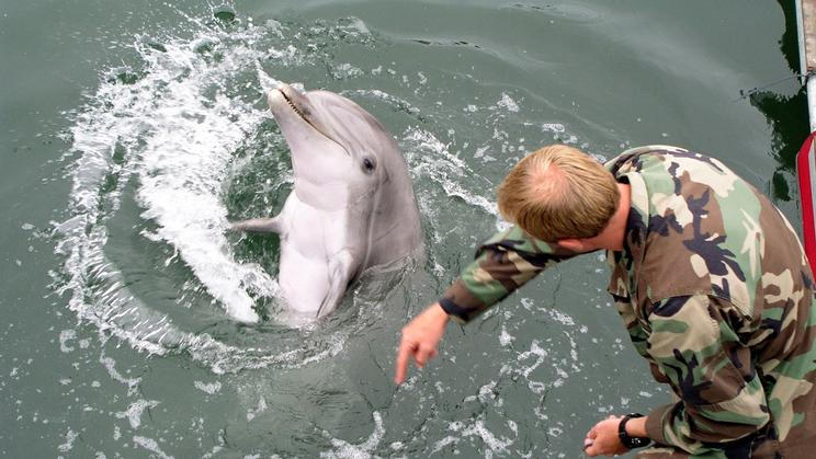 Navy marine mammal handlers demonstrated trained dolphins responding to hand gestures during Lead Shield III/Roguex V exercises, testing port facility anti-terrorism readiness in Los Angeles and Long Beach.
