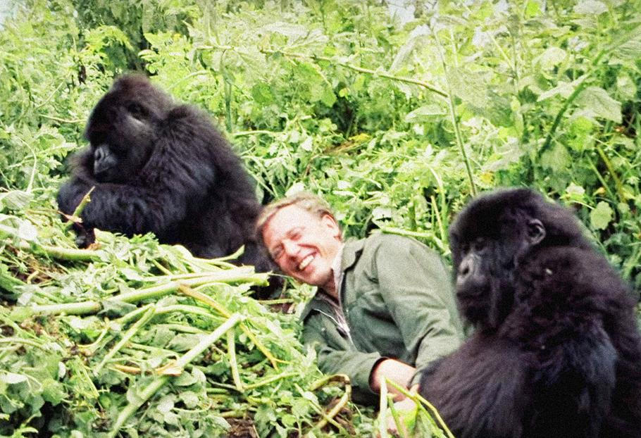 Jednorázové užití / Fotogalerie / Legendární britský přírodovědec David Attenborough slaví 95. narozeniny