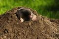European,Mole,Crawling,Out,Of,Molehill,Above,Ground,,With,Claws