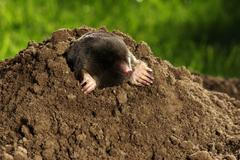 European,Mole,Crawling,Out,Of,Molehill,Above,Ground,,With,Claws