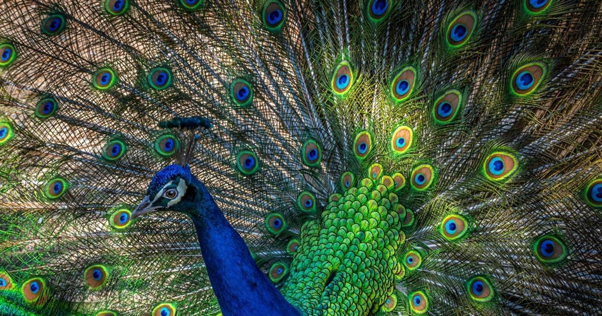 Ruší spánek a blokují dopravu. Italské letovisko čelí invazi pávů, turisté je ale milují
