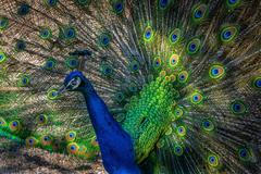 Beautiful,Peacock.,An,Exotic,Bird,Displaying,Its,Feathers.,Peacock,With