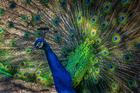 Beautiful,Peacock.,An,Exotic,Bird,Displaying,Its,Feathers.,Peacock,With