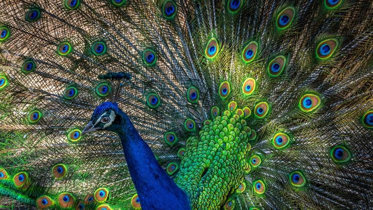 Beautiful,Peacock.,An,Exotic,Bird,Displaying,Its,Feathers.,Peacock,With