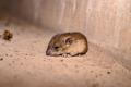 A,Sick,House,Mouse,Rests,Under,The,Stairs.,Mice,Can
