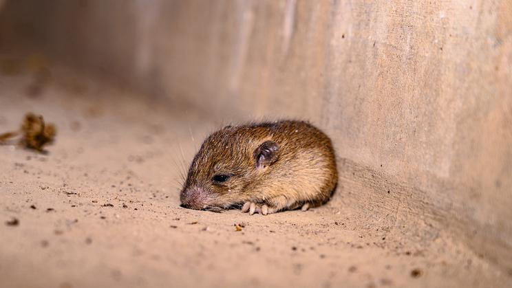 A,Sick,House,Mouse,Rests,Under,The,Stairs.,Mice,Can