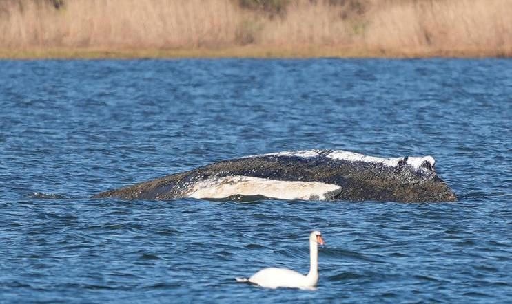 Humpback whale lies on a sandbank off the Baltic island of Poel