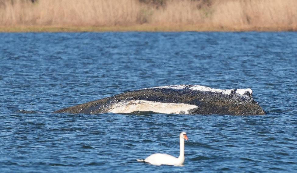 Humpback whale lies on a sandbank off the Baltic island of Poel