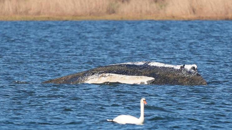 Humpback whale lies on a sandbank off the Baltic island of Poel