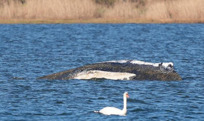 Humpback whale lies on a sandbank off the Baltic island of Poel