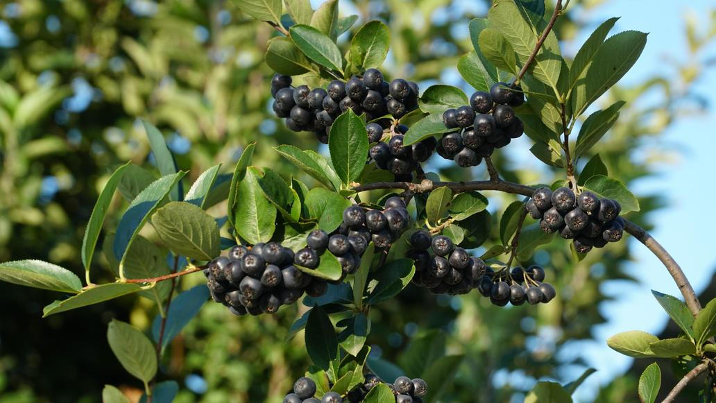Aronie je doslova nabitá antioxidanty. Aronie