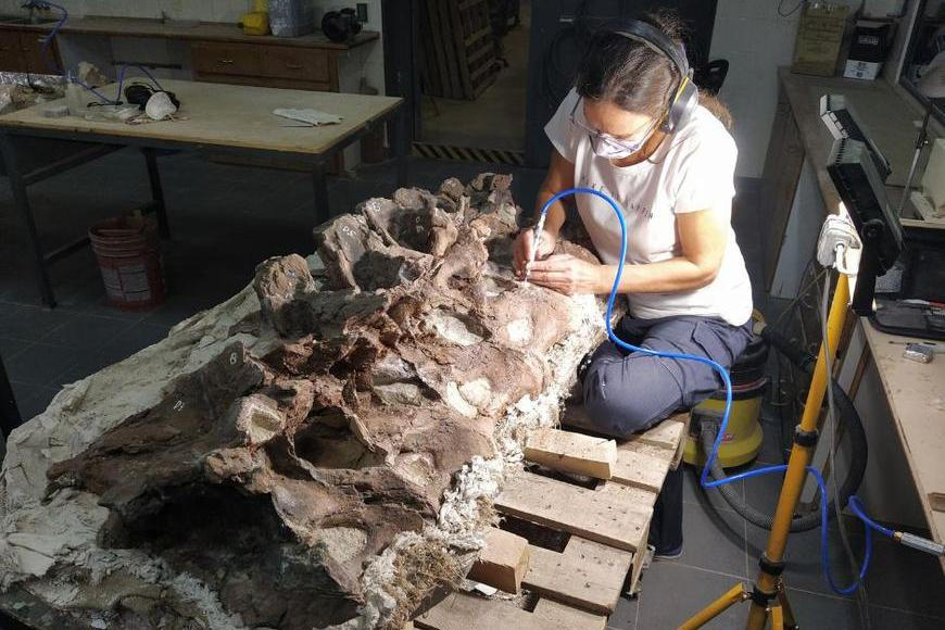 Paleontologie přepisuje své dějiny. Nález obřího dinosaura v Argentině má několik prvenství
