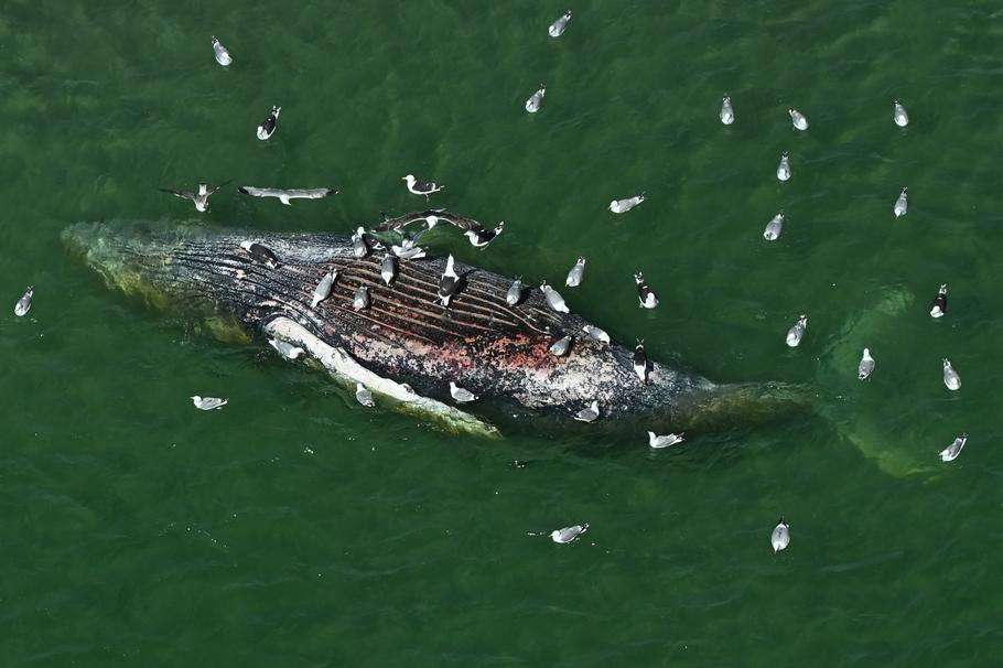 Dead whale discovered off Danish island of Anholt