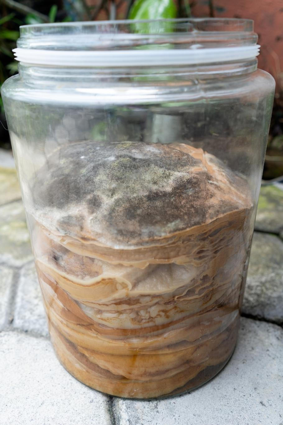 Mold,On,Scoby,Kombucha,In,The,Jar