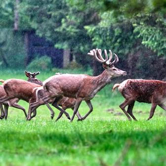 Germany Wildlife