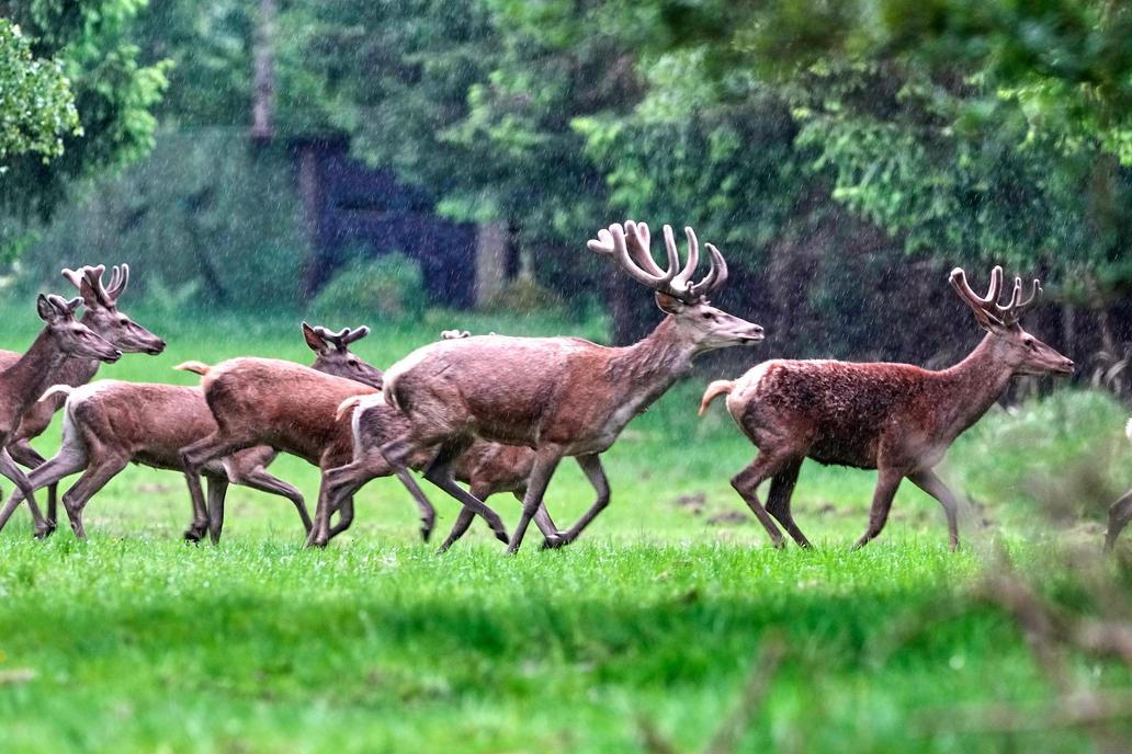Germany Wildlife