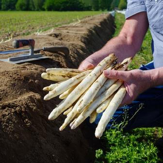Čerstvě sklizený bílý chřest je nejsladší. Čím déle od sklizně je, tím víc sladkost ztrácí a naopak hořkne.