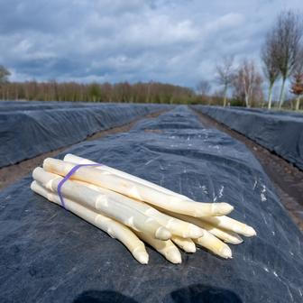 Oproti minulosti se dnes bílý chřest pěstuje v půdních hrůbkách, které se přikrývají černou fólií. To brání jejich zelenání a udržuje se pod ní teplo.