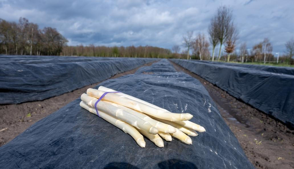 Oproti minulosti se dnes bílý chřest pěstuje v půdních hrůbkách, které se přikrývají černou fólií. To brání jejich zelenání a udržuje se pod ní teplo.