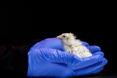 A chick newly hatched from an artificial egg developed by Colossal Biosciences at a laboratory at the company’s headquarters in Dallas