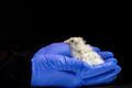 A chick newly hatched from an artificial egg developed by Colossal Biosciences at a laboratory at the company’s headquarters in Dallas