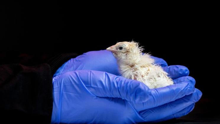 A chick newly hatched from an artificial egg developed by Colossal Biosciences at a laboratory at the company’s headquarters in Dallas