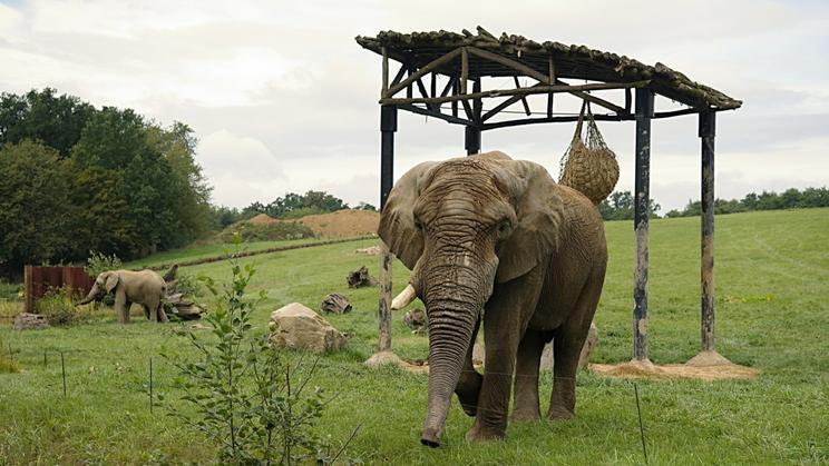 Samec slona afrického jménem Jack je geneticky cenný. Chov slonů afrických je v Česku i Evropě vzácný, většina zahrad chová ovladatelnější slony indické.