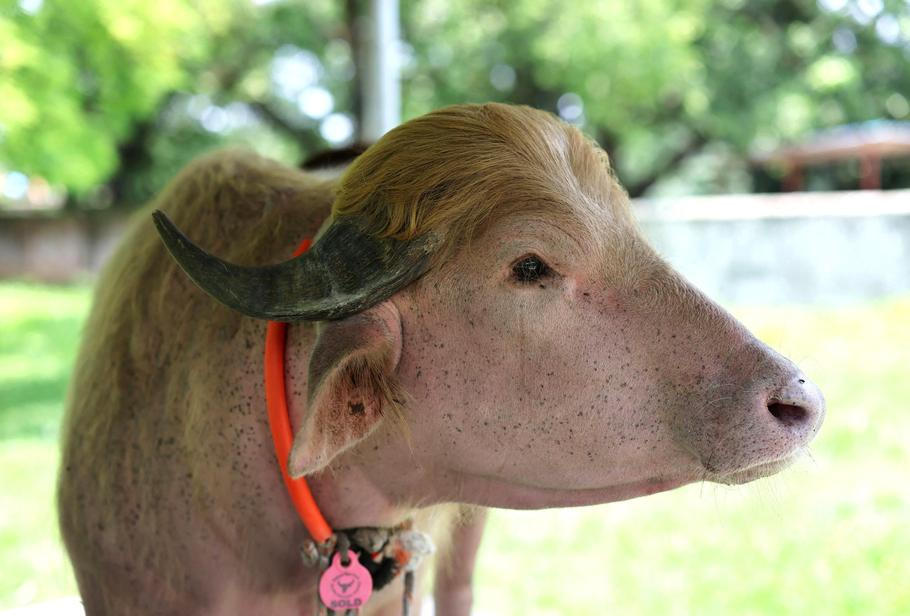 Viral albino buffalo Donald Trump moved to Bangladesh National Zoo for public display in Dhaka
